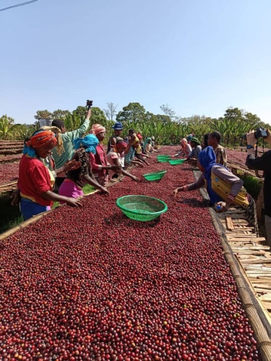 senkole washing station ethiopia specialty coffee, raised african beds